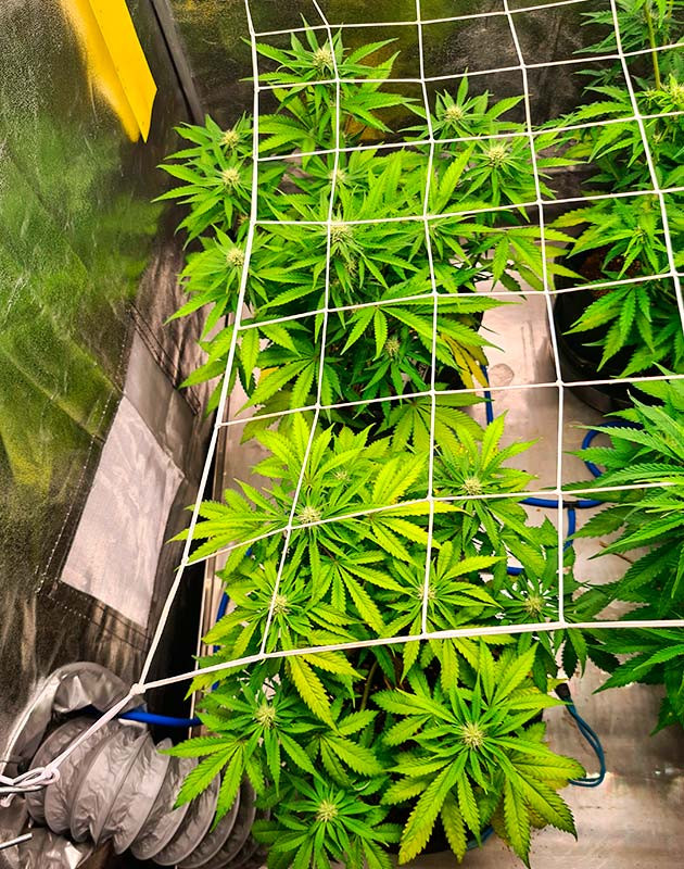 Заключительная неделя грова Cherry Cola Auto Сорт Cherry Cola Auto на предхарвесте