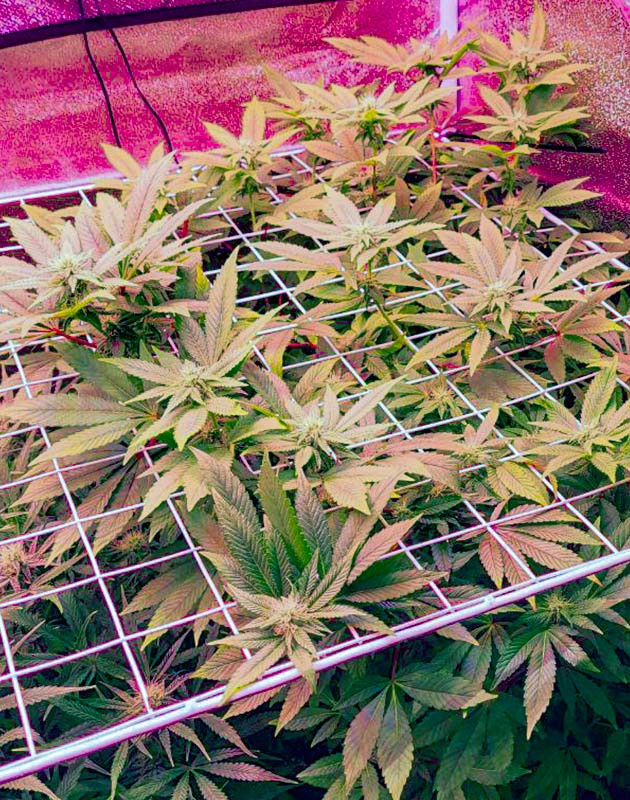 Формирование бутонов Куст RS11 на 10 неделе выращивания