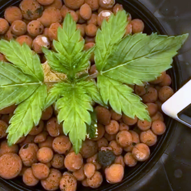 Вегетация Lemon AK auto fem