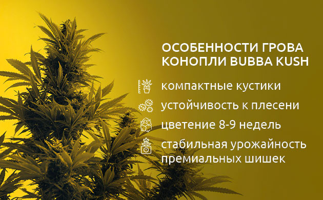 Как выращивать Bubba Kush: характеристики и советы Выращивание Bubba Kush