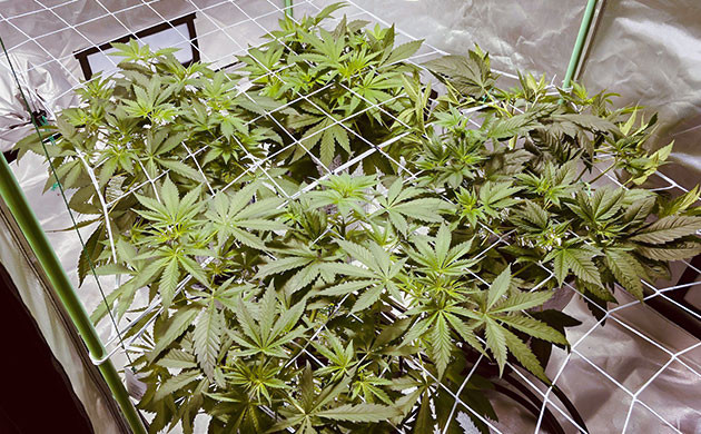 Метод ScrOG Кусты под ScrOG сеткой