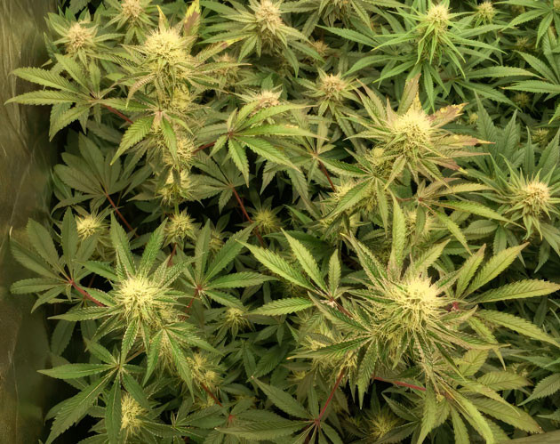 Окрашивание конопли в фиолетовый цвет