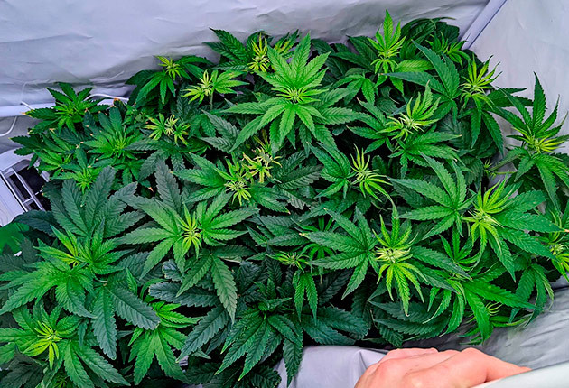 Кусты Bruce Banner #3 от Herbies Seeds на 7 неделе