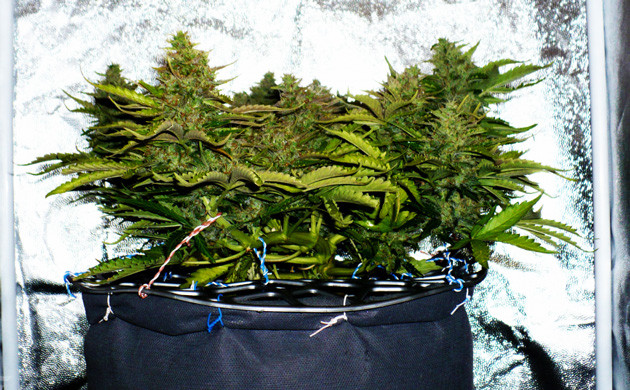 Небольшой куст с большими шишками