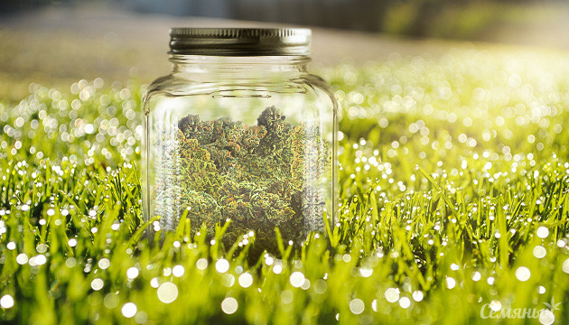 Качественное хранение урожая конопли Марихуана в стеклянной банке