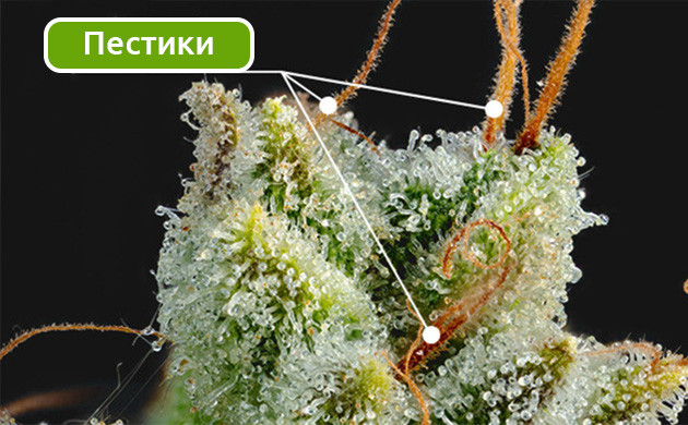 Стигмы марихуаны: репродуктивная роль