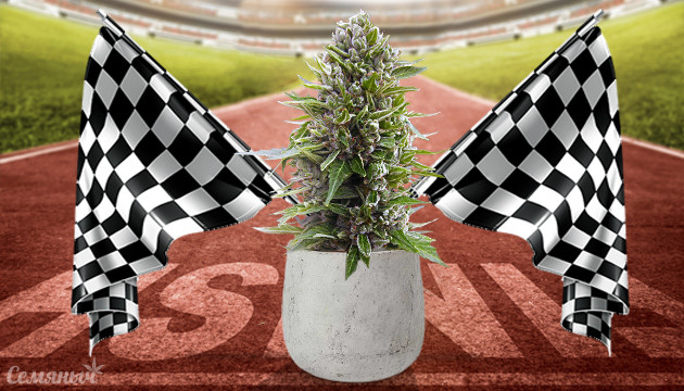 Быстрорастущие сорта конопли Самые быстрые сорта марихуаны