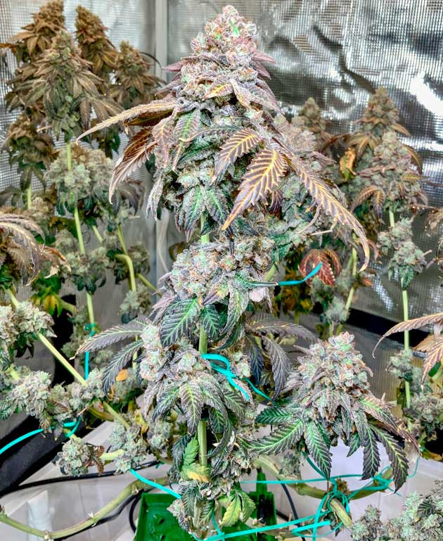 Промывка конопли Куст Crescendo RBX1 на последней неделе выращивания