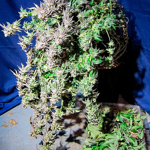 Сбор урожай с куста DDoS #33