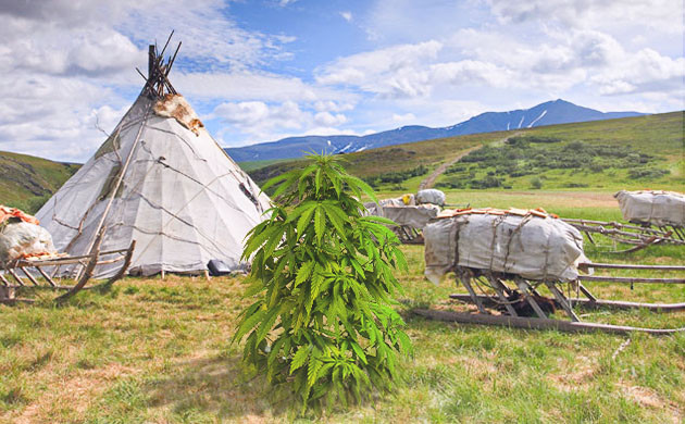 Куст растущий на севере