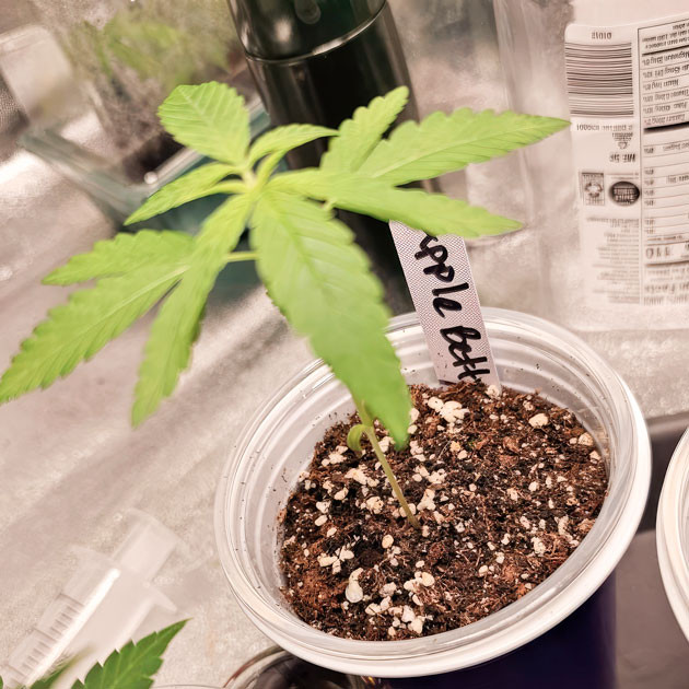 Росток сорта Apple Betty