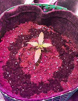 Полив почвы вокруг ростка