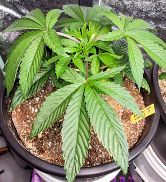 Признаки ожога листьев Куст в горшке на 19 литров