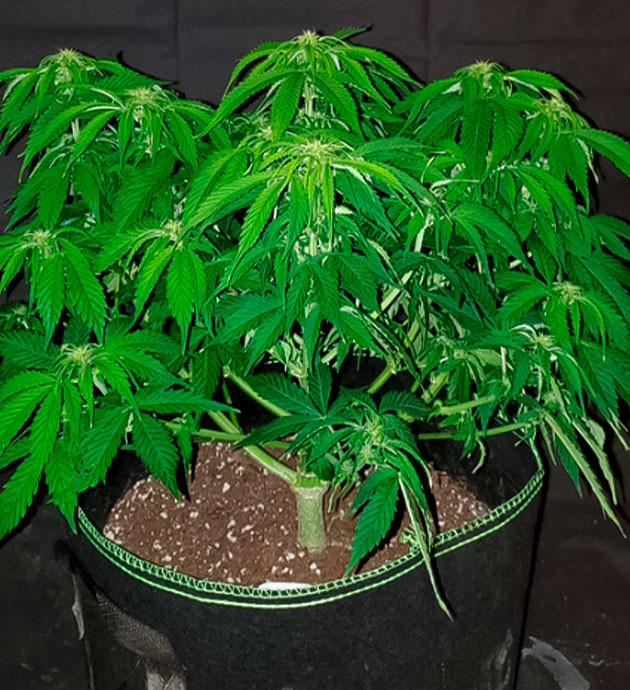 Формирование бутонов на колах