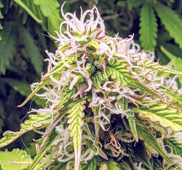 Набор массы шишек на 11 неделе выращивания Шишка с множеством белых волосков