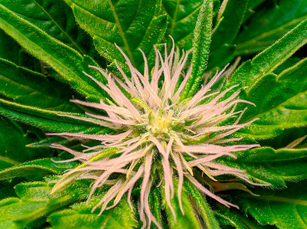 Куст Sensi Star на цветении