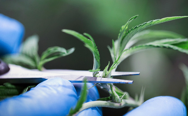 Обрезка макушки куста