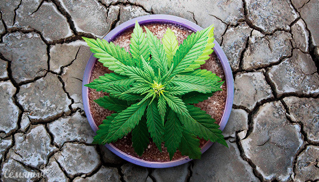 Засоление грунта Засоленный грунт