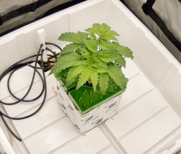 Проведение топпинга и фимминга Куст Crescendo RBX1 на 3-4 неделе выращивания