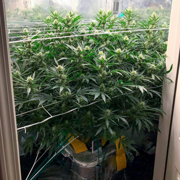 Заполненный гроурум 