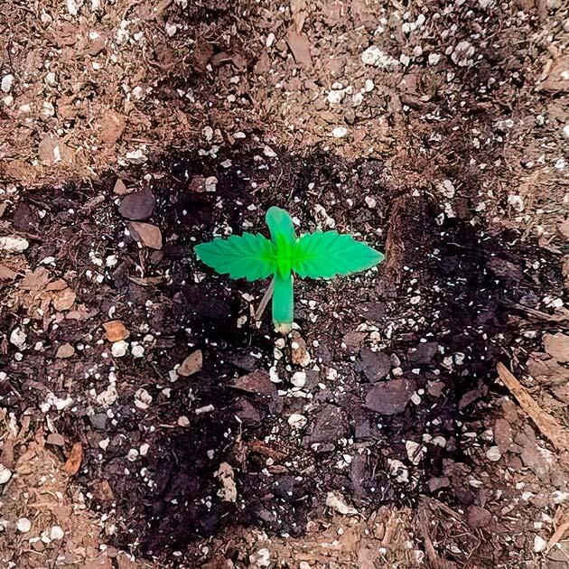 Проращивание семени и условия для сорта 1 неделя выращивания сорта Keepers OG Autoflower