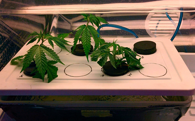 3 клона конопли в клонарнике