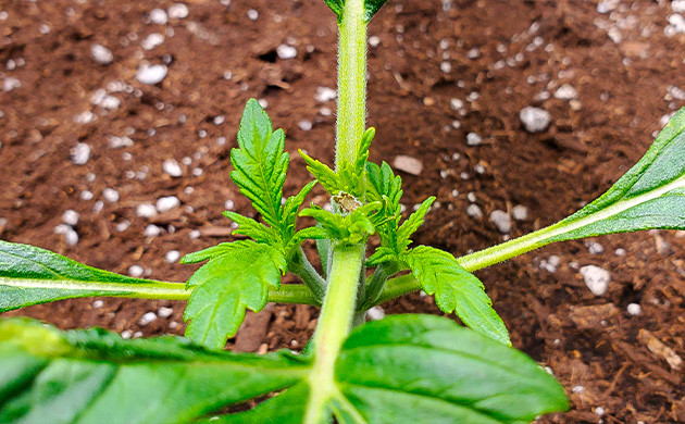 Топпинг на второй неделе выращивания Обрезка верхушки ростка