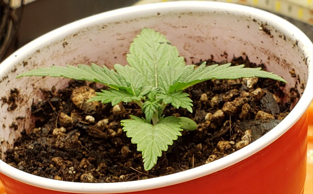 Куст конопли Mexican Airlines auto fem на 2 неделе роста Вторая неделя выращивания Mexican Airlines auto fem