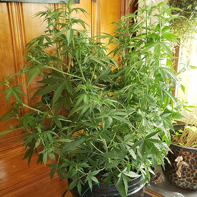 Развитие марихуаны Mexican Airlines auto fem на 7 неделе роста Седьмая неделя выращивания Mexican Airlines auto fem