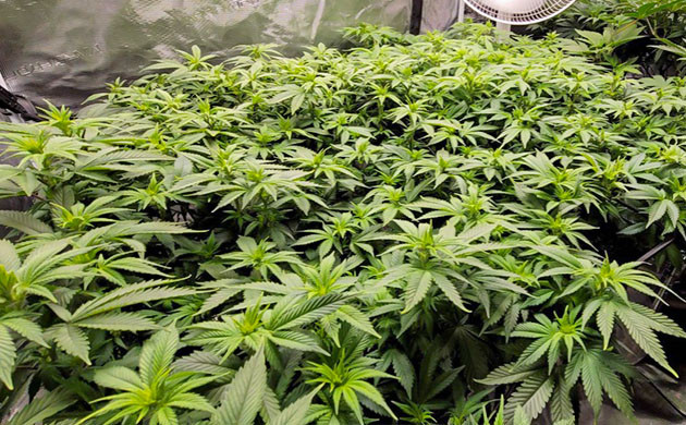 Цветение конопли 9 и 10 неделя выращивания конопли