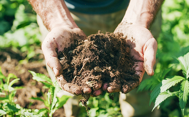 Важность гумуса для конопли