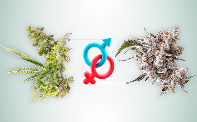 Регулярные и феминизированные семена конопли Марихуана: регулярные и феминизированные семена