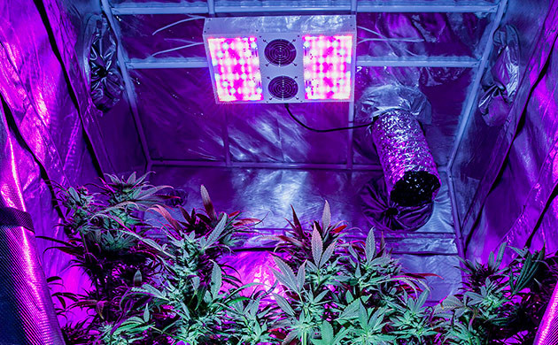 LED лампы: современный выбор для выращивания Преимущества LED освещения в индоре