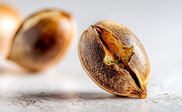 Что может пойти не так при скарификации семян конопли?