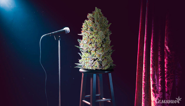 Самые веселые сорта конопли Сорта марихуаны для смеха