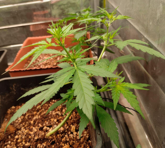 Состав удобрений для конопли Куст Strawberry Gorilla Auto на 4 неделе выращивания