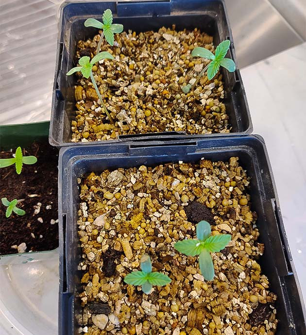 Высадка ростков Wedding Gelato