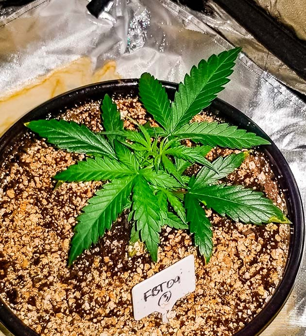 выращивание сорта конопли Original Auto Sour Diesel Стимуляция роста куста Original Auto Sour Diesel