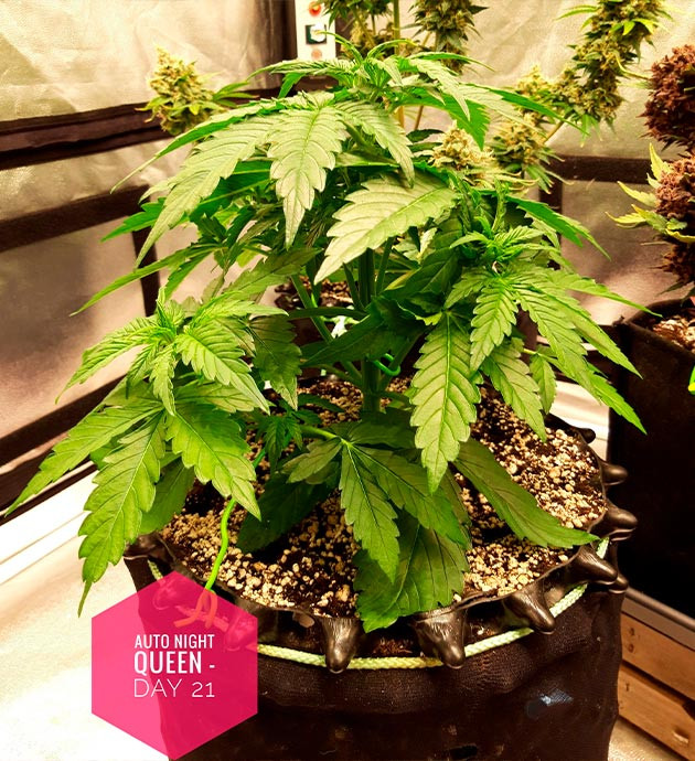 Растяжка ветвей проволокой