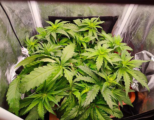 Gorilla Zkittlez: подготовка к предцвету