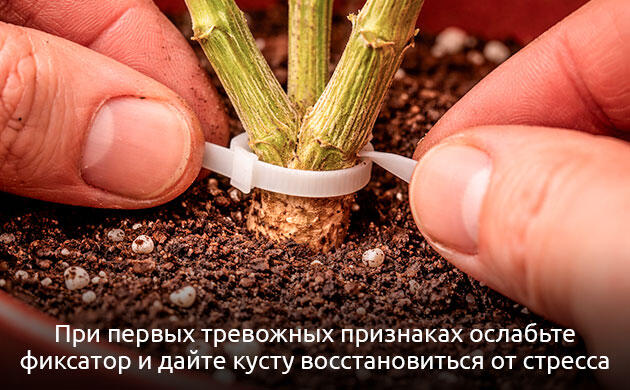 Рекомендации по уходу после кольцевания Восстановление растения после кольцевания