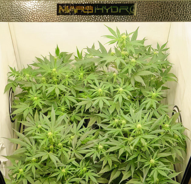Кусты Apollo F1 Auto от Royal Queen Seeds ростом 45 см