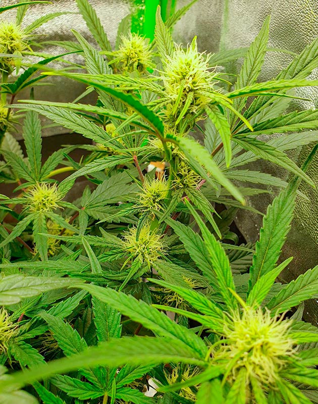 Перевод на цветение куста Wedding Cake Auto Стимуляция цветения куста Wedding Cake Auto