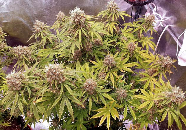 Сбор урожая с куста Wedding Cake Auto