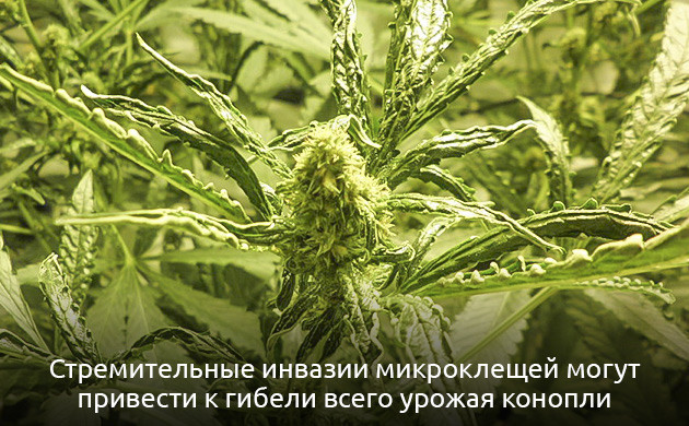 Клещи: маленькие враги каннабиса