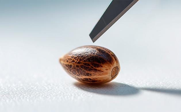 Механическая скарификация