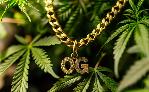 Мэтт Бергер и создание OG Kush