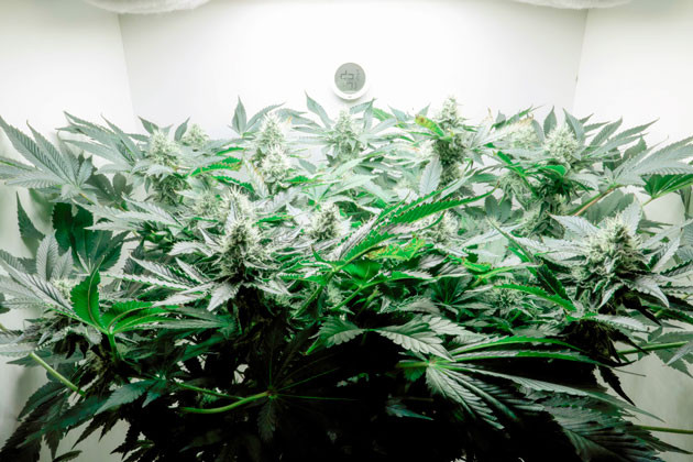 Girl Scout Cookies ростом 45 см