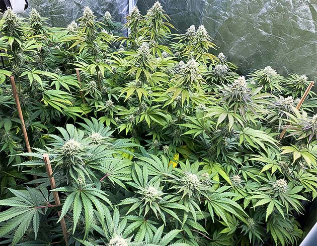 Гроурепорт Liberty Haze на 12 неделе