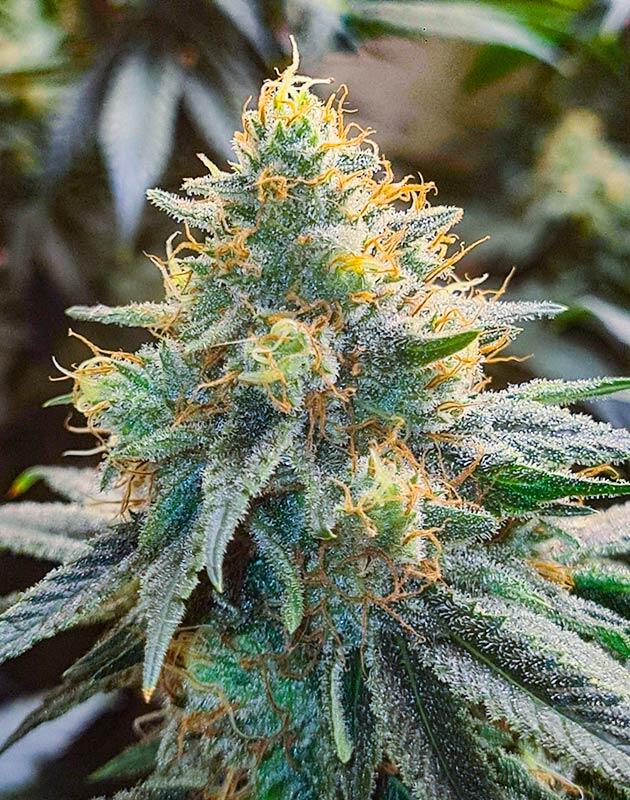 Покрытая трихомами шишка каннабиса